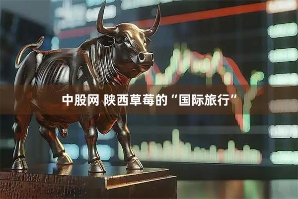 中股网 陕西草莓的“国际旅行”